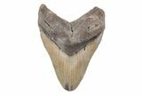 Serrated, Fossil Megalodon Tooth - North Carolina #201930-1